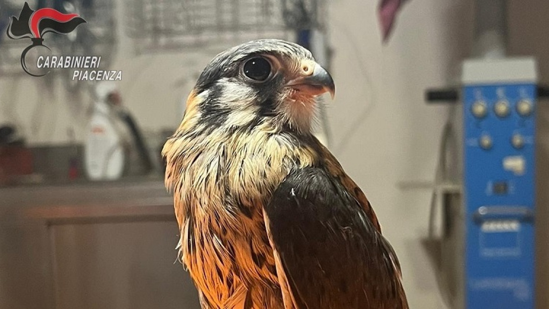 Ritrovato un esemplare di gheppio americano: affidato al centro animali selvatici