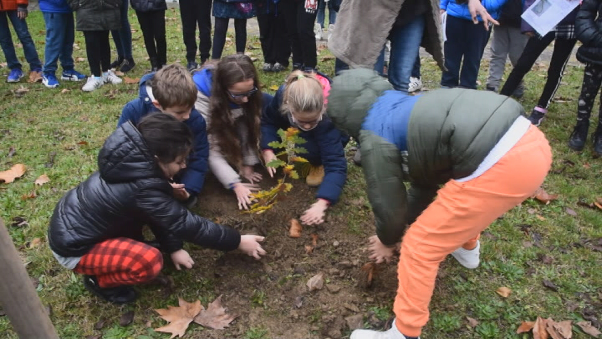 Una quercia nel giardino della scuola: bambini faranno i turni per curarla